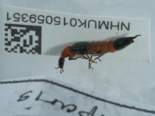 Paederus riparius (Linnaeus, 1758) - 015059351_3