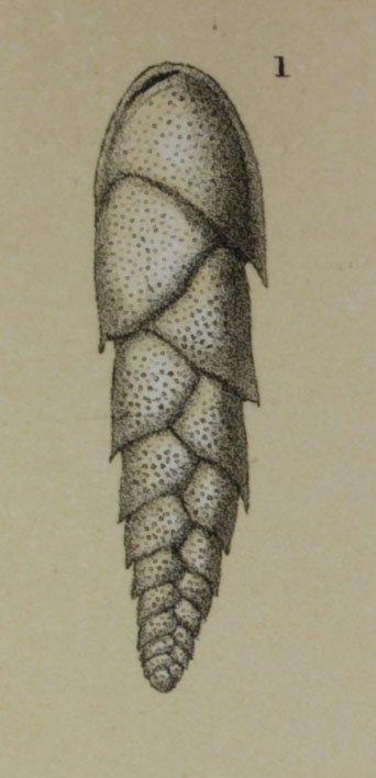 Bolivina beyrichi Reuss, 1851 - ZF1172_53_1_Euloxostoma_bradyi.jpg