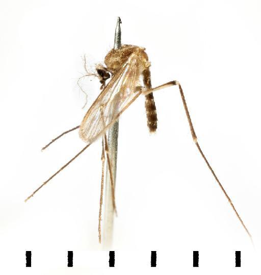Culex chrysothorax Newstead & H.W.Howard, 1910 - NHMUK010267691 whole body lateral