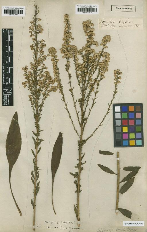 Solidago stricta Aiton - BM001025411