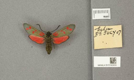 Zygaena (Zygaena) filipendulae stephensi Dupont, 1900 - 015192938_775459_1085133