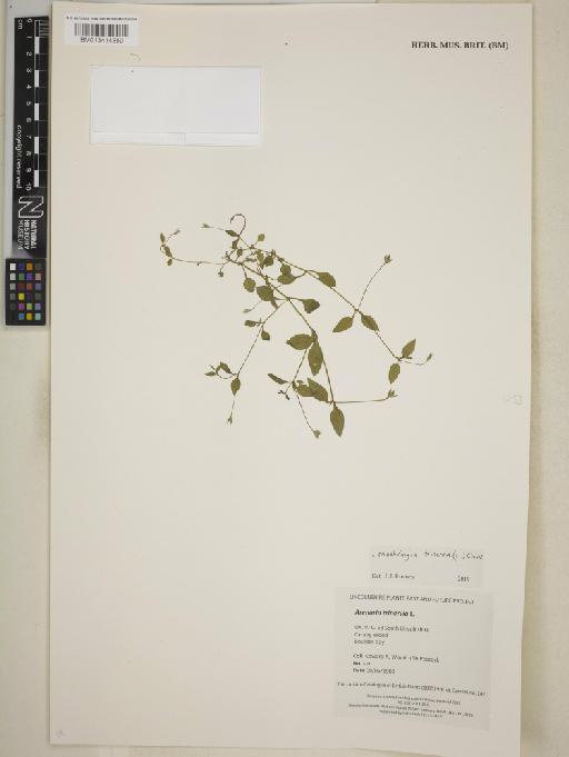 Moehringia trinervia (L.) Clairv. - BM013414850