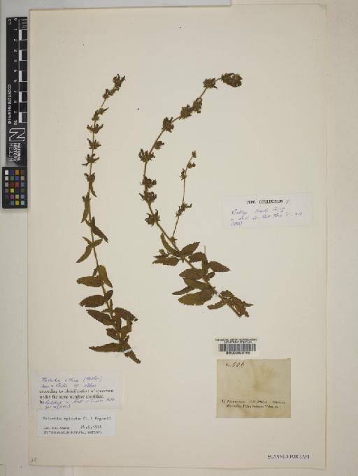 Melochia spicata (L.) Fryxell - BM000630198