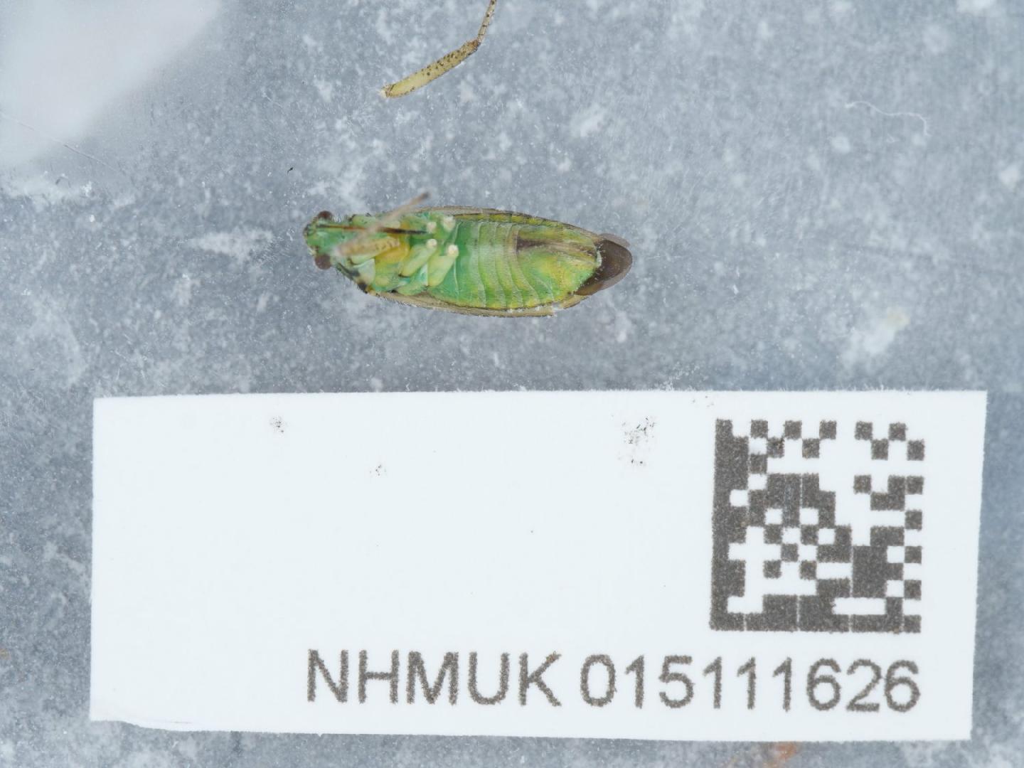 Oncotylus viridiflavus thumbnail