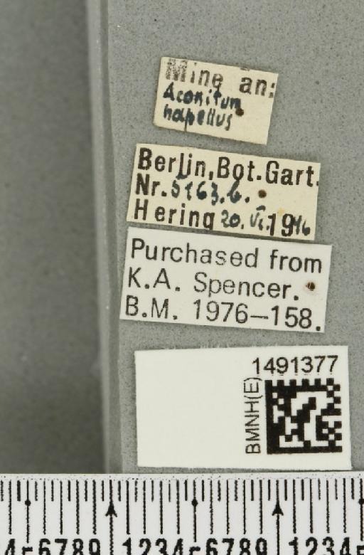 Phytomyza aconitophila Hendel, 1927 - BMNHE_1491377_label_53001