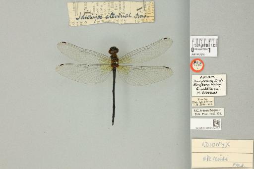 Idionyx stevensi Fraser, 1924 - 013384057_dorsal