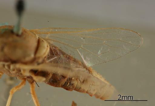 Heterotropus pallens Nurse, 1922 - 010628986_Heterotropus_pallens_Wing_Syntype