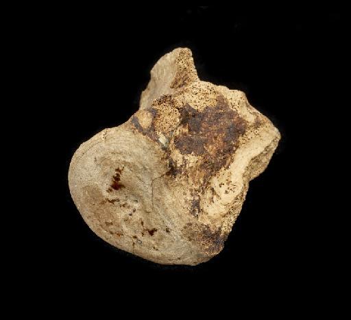 Macrauchenia patachonica Owen, 1840 - NHMUK PV M 43402 Z (7).tif