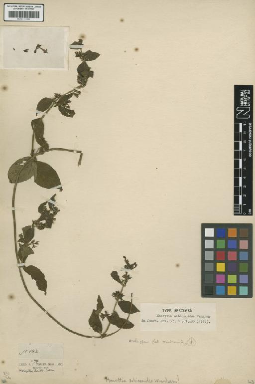 Manettia sabiceoides Wernham - BM001191299