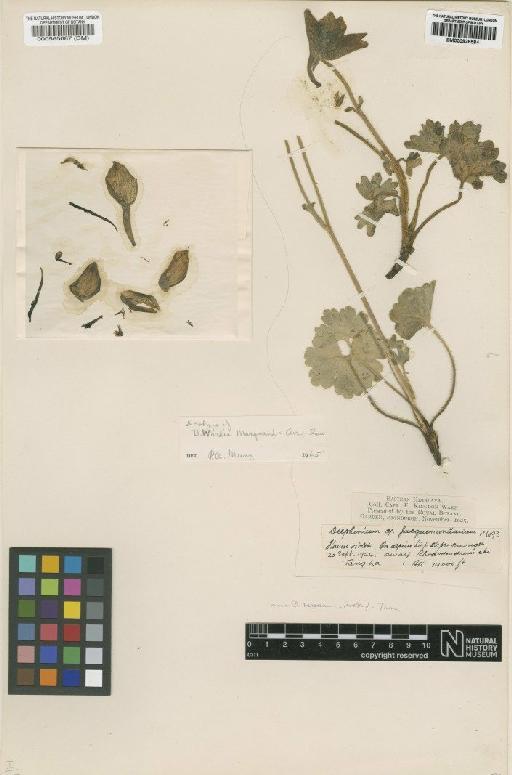 Delphinium wardii Marquand & Airy-Shaw - BM000565687