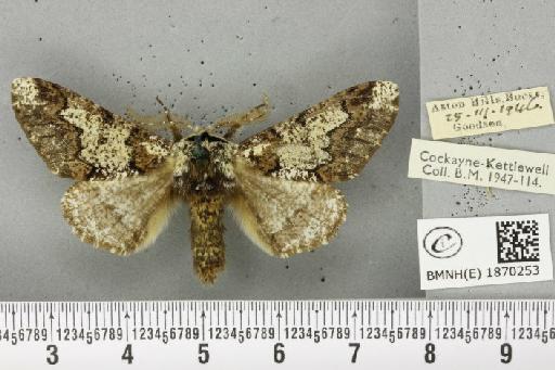 Biston strataria (Hufnagel, 1767) - BMNHE_1870253_460647