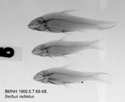 Barbus radiatus Peters, 1853 - BMNH 1960.6.7.66-68, Barbus radiatus Radiograph