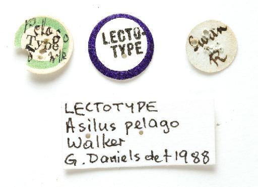 Asilus pelago Walker, 1849 - NHMUK013655447_Asilus_pelago_LT_Male_labels