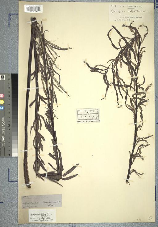 Pityrogramma trifoliata (L.) R.M.Tryon - Spruce - BM000777745