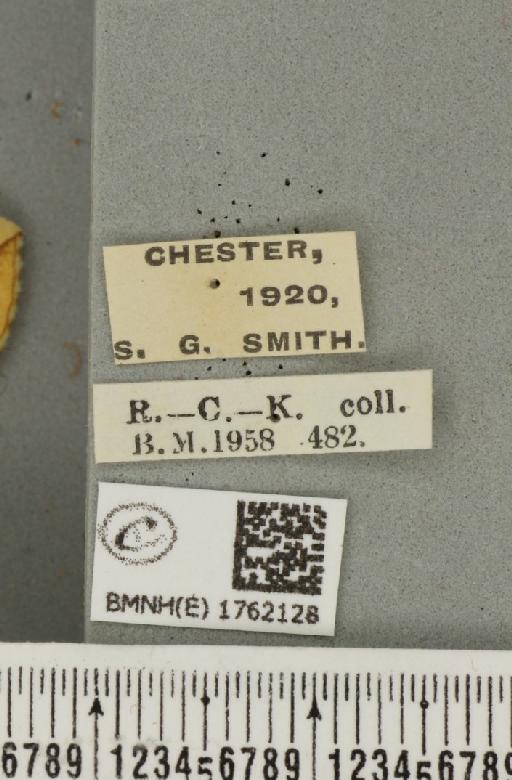 Eulithis mellinata (Fabricius, 1787) - BMNHE_1762128_label_344723