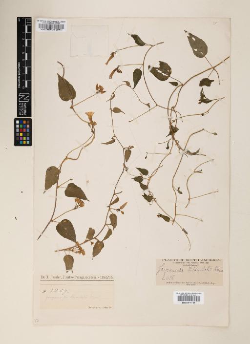 Jacquemontia blanchetii Moric. - 000089506