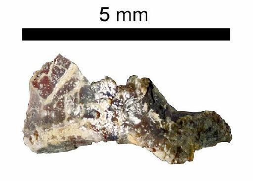 Clevosaurus Swinton, 1939 - NHMUK PV R 37027