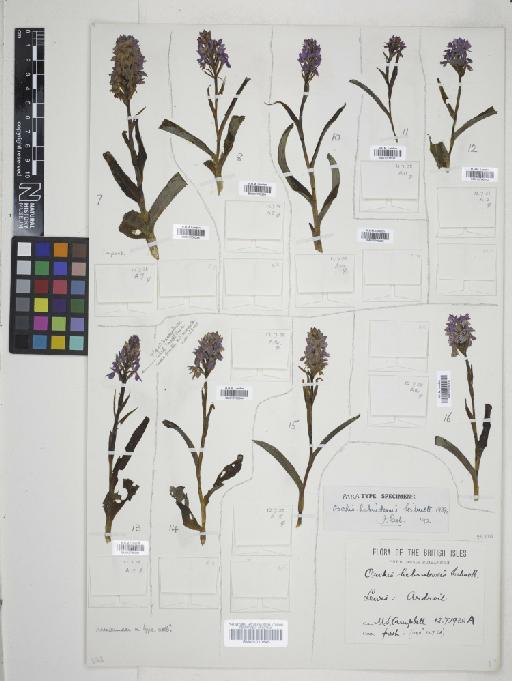Dactylorhiza fuchsii subsp. hebridensis (Wilmott) Soó - 010766300