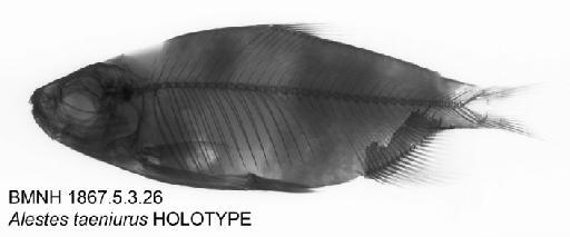 Alestes taeniurus Günther, 1867 - BMNH 1867.5.3.26 - Alestes taeniurus HOLOTYPE Radiograph