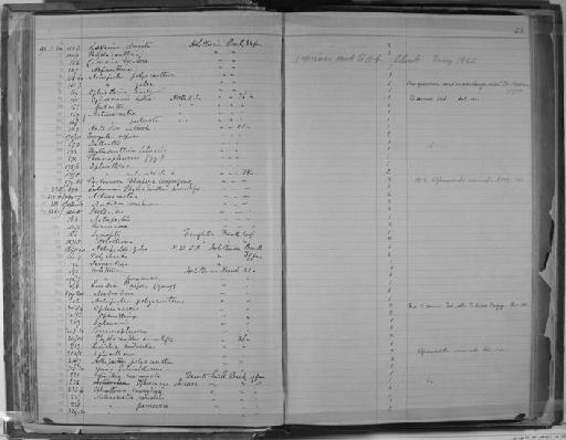 Ophionereis dubia (Muller & Troschel, 1842) - Zoology Accessions Register: Annelida & Echinoderms: 1884 - 1923: page 63