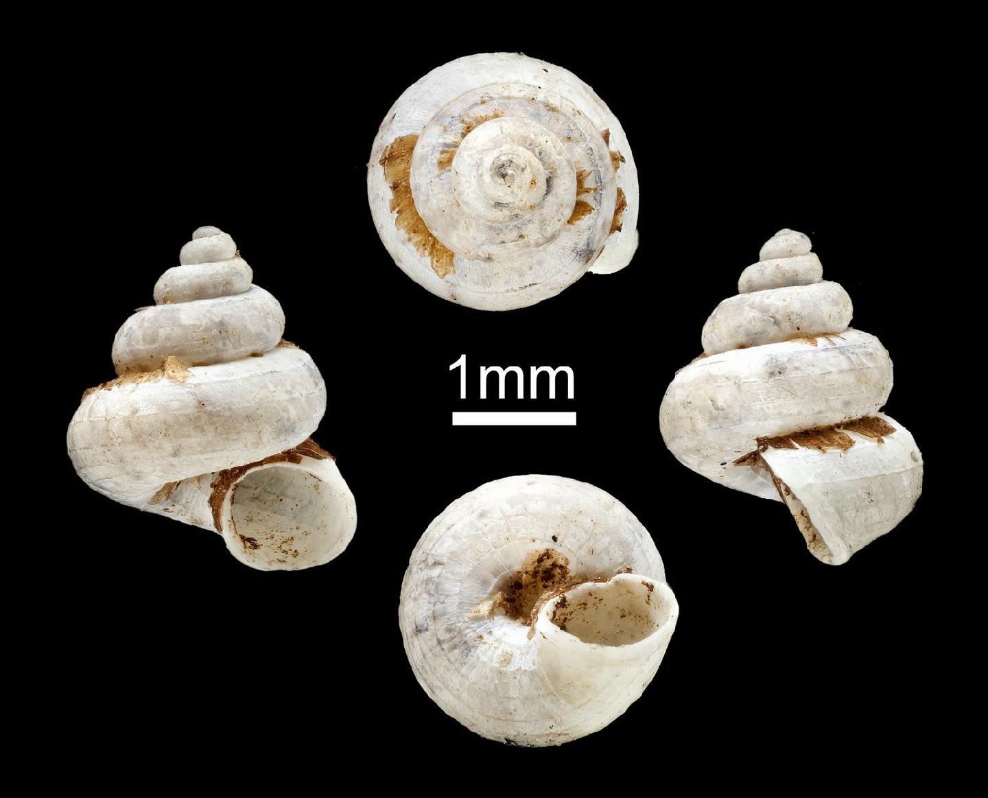 To NHMUK collection (Cyathopoma ogdenianum Preston, 1909; SYNTYPE; NHMUK:ecatalogue:5552321)