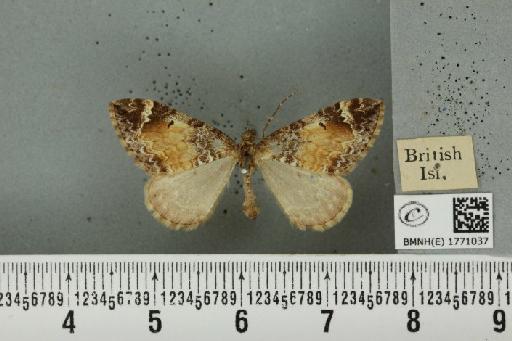 Dysstroma truncata truncata (Hufnagel, 1767) - BMNHE_1771037_351075