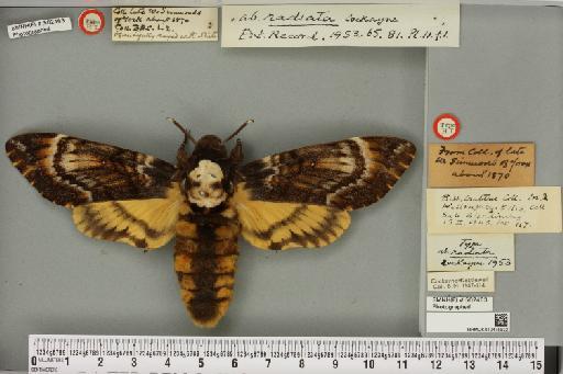 Acherontia atropos ab. radiata Cockayne, 1953 - NHMUK_010475832_527298