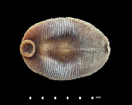 Glossiphonia cimiciformis Baird, 1869 - 4852689