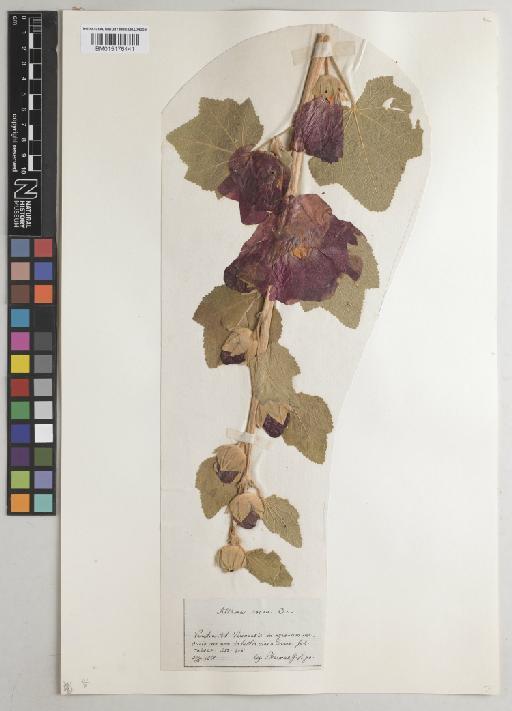 Althaea rosea (L.) Cav. - BM015176441