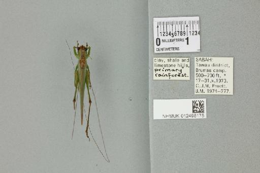 Conocephalus longipennis (de Haan, 1842) - 012498175_72131_92750