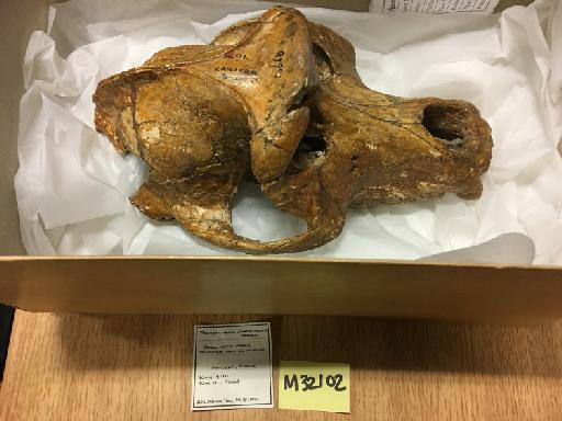 Theropithecus (Simopithecus) oswaldi (extinct) Andrews 1916 - NHM-UK-PV-M-32102