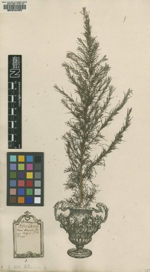 Artemisia abrotanum L. - BM000647022