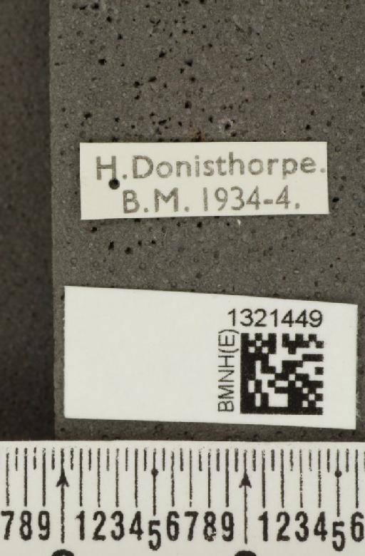 Crioceris (Crioceris) asparagi (Linnaeus, 1758) - BMNHE_1321449_label_11395