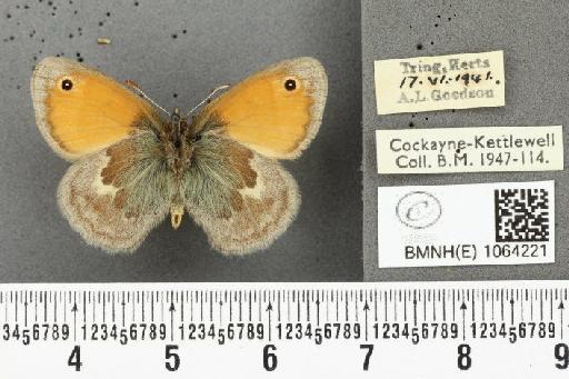 Coenonympha pamphilus ab. crassichevro Leeds, 1950 - BMNHE_1064221_25225