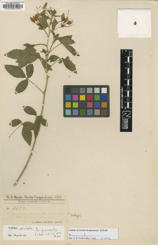 Cleome aculeata subsp. guaranitica (Chodat & Hassl.) Iltis - BM000537895