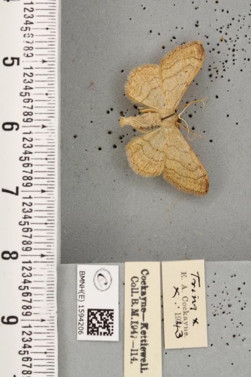 Idaea aversata ab. amoenata Fuchs, 1901 - BMNHE_1594206_266907