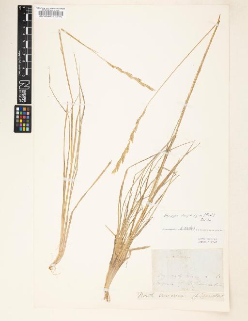 Agropyron dasystachyum (Hook.) Scribn. - 000094533