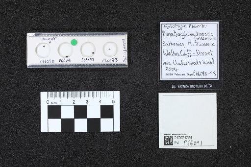 Dorsetoscyllium terraefullonicum infraphylum Gnathostomata Underwood & Ward, 2004 - 010031384_L010040642