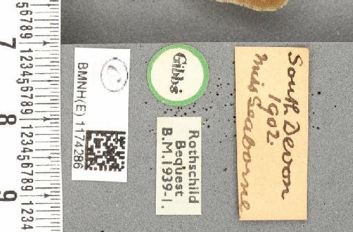 Maniola jurtina insularis ab. partimtransformis Leeds, 1950 - BMNHE_1174286_label_39586