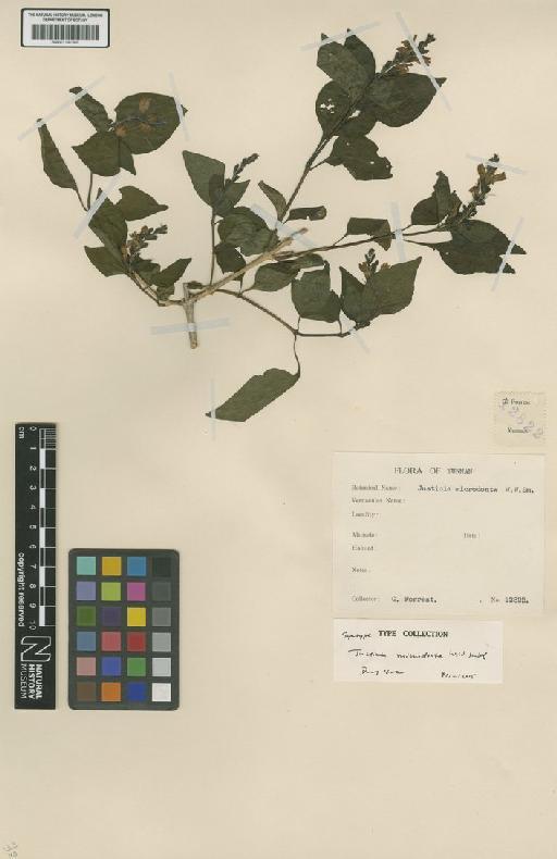 Wuacanthus microdonta (W.W.Sm.) Y.F.Deng, N.H.Xia & H.Peng - BM001191509