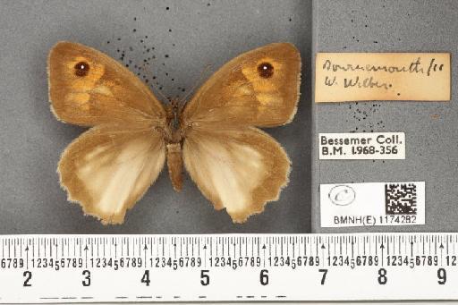 Maniola jurtina insularis ab. partimtransformis Leeds, 1950 - BMNHE_1174282_39583