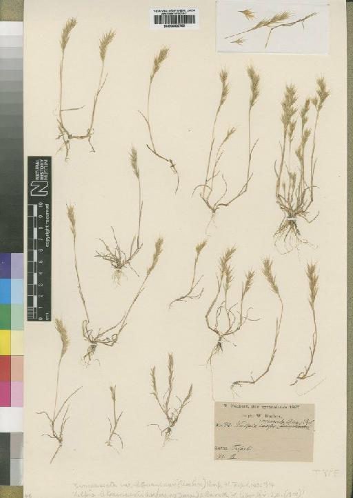 Vulpia letourneuxii Asch. ex Durand & Barratte - BM000922769