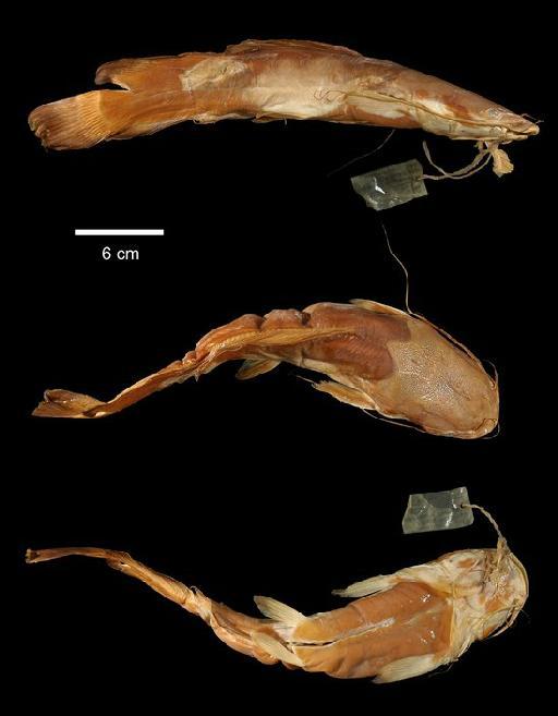 Clarias loangwensis Worthington, 1933 - 1932.12.16.501; Clarias loangwensis; type; ACSI Project image