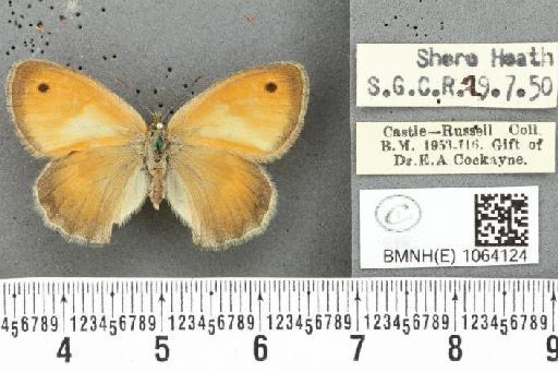 Coenonympha pamphilus ab. partimtransformis Leeds, 1950 - BMNHE_1064124_25288