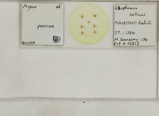 Myzus (Nectarosiphon) persicae Sulzer, 1776 - 014800979_112726_1095222_157799_NoStatus