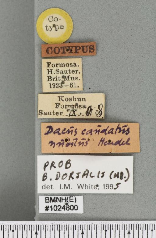 Dacus nubilus Hendel, 1912 - BMNHE_1024800_label_36369