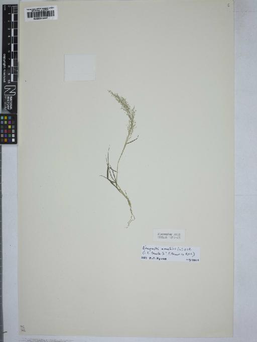 Eragrostis amabilis (L.) Wight & Arn. - 000915067