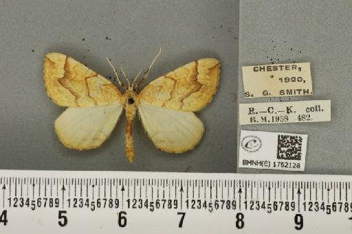 Eulithis mellinata (Fabricius, 1787) - BMNHE_1762128_344723