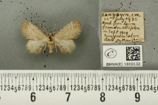 Eupithecia simpliciata (Haworth, 1809) - BMNHE_1810132_386096