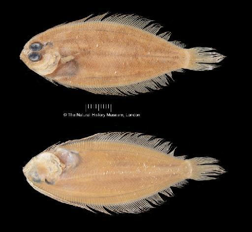 Arnoglossus mongonuiensis Regan, 1914 - 1913.12.4.54-57, SYNTYPES, Arnoglossus mongonuiensis, a